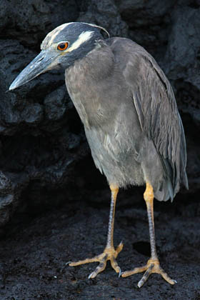 Yellow-crowned Night-Heron Photo @ Kiwifoto.com
