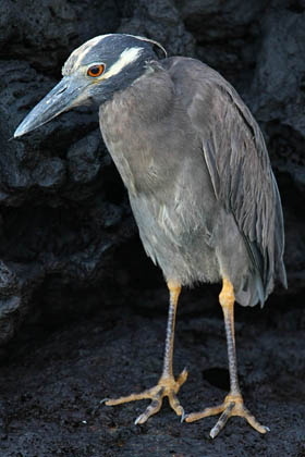 Yellow-crowned Night-Heron Image @ Kiwifoto.com