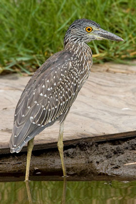 Yellow-crowned Night-Heron (juvenile)