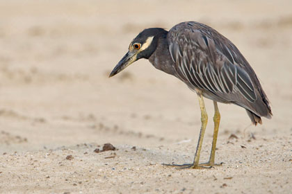 Yellow-crowned Night-Heron Photo @ Kiwifoto.com