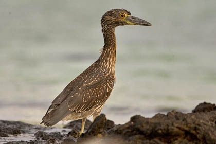 Yellow-crowned Night-Heron Image @ Kiwifoto.com