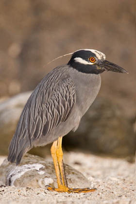 Yellow-crowned Night-Heron Image @ Kiwifoto.com