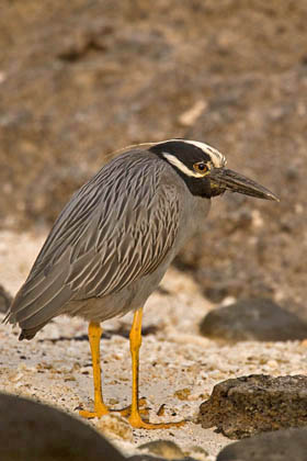 Yellow-crowned Night-Heron Image @ Kiwifoto.com