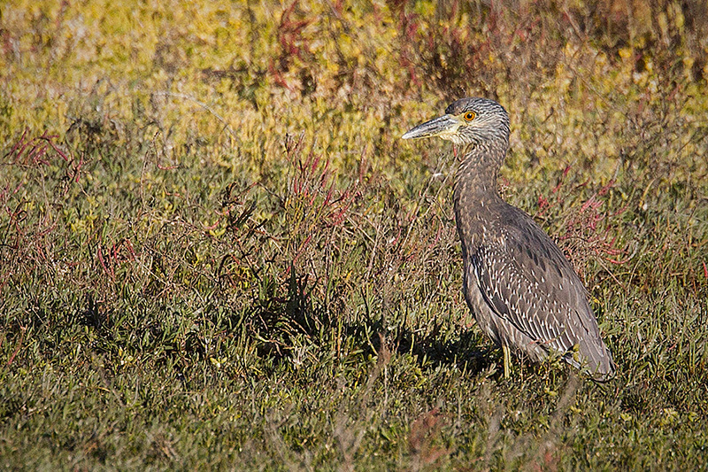 Yellow-crowned Night-Heron Image @ Kiwifoto.com