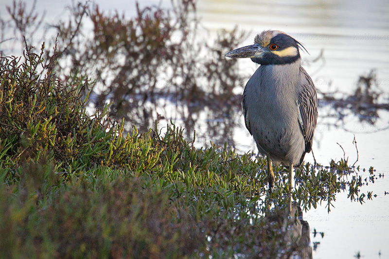 Yellow-crowned Night-Heron Photo @ Kiwifoto.com