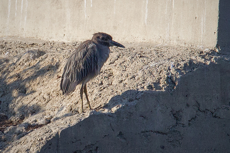 Yellow-crowned Night-Heron Image @ Kiwifoto.com