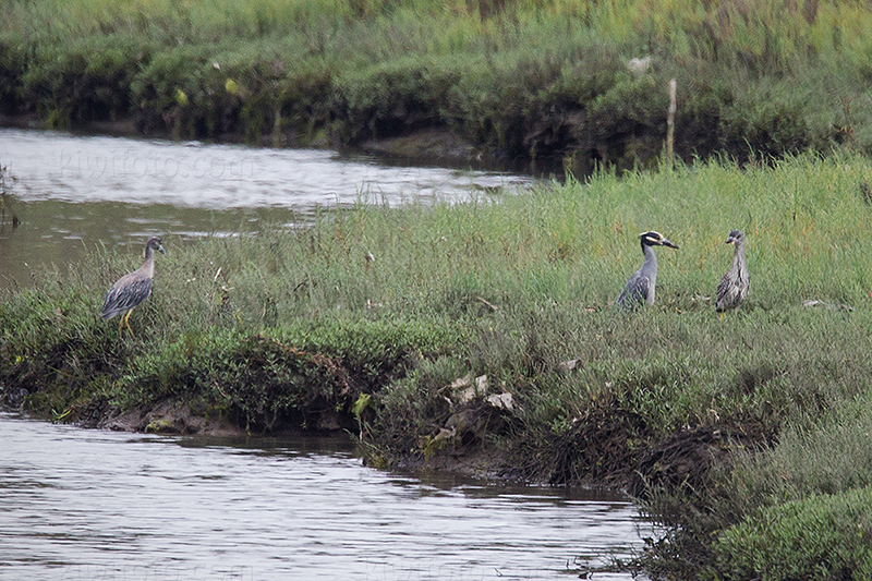 Yellow-crowned Night-Heron Image @ Kiwifoto.com