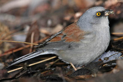 Yellow-eyed Junco Photo @ Kiwifoto.com