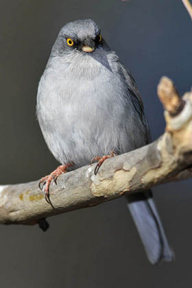 Yellow-eyed Junco Picture @ Kiwifoto.com