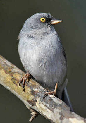 Yellow-eyed Junco Picture @ Kiwifoto.com