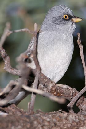 Yellow-eyed Junco Picture @ Kiwifoto.com