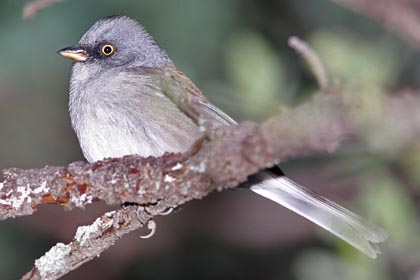 Yellow-eyed Junco Photo @ Kiwifoto.com