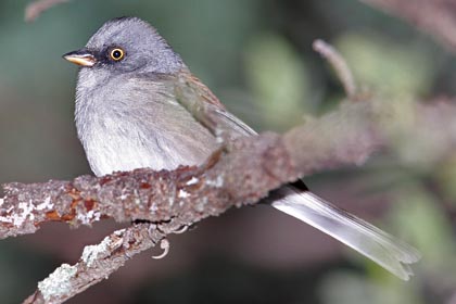 Yellow-eyed Junco Image @ Kiwifoto.com