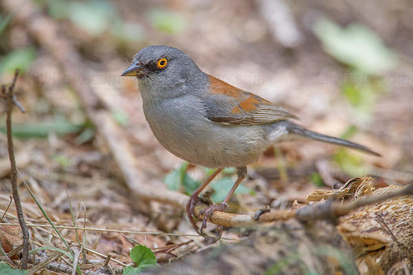 Yellow-eyed Junco Picture @ Kiwifoto.com