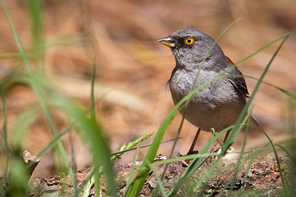 Yellow-eyed Junco