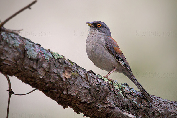 Yellow-eyed Junco Picture @ Kiwifoto.com