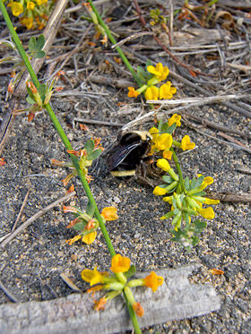 Yellow-faced Bumblebee Image @ Kiwifoto.com