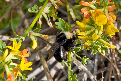 Yellow-faced Bumblebee Image @ Kiwifoto.com