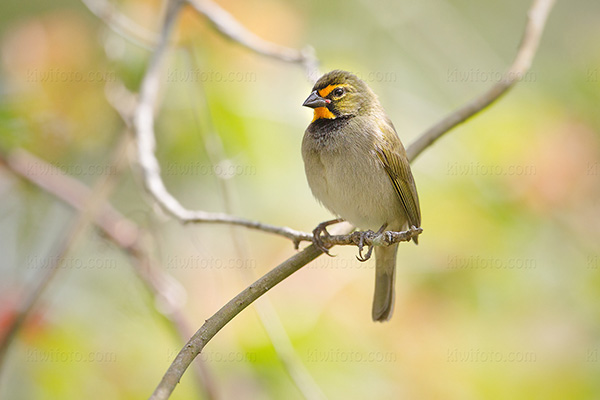 Yellow-faced Grassquit Image @ Kiwifoto.com