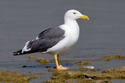 Yellow-footed Gull Image @ Kiwifoto.com