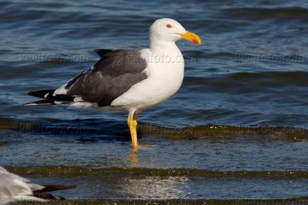 Yellow-footed Gull Image @ Kiwifoto.com
