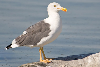 Yellow-footed Gull Photo @ Kiwifoto.com