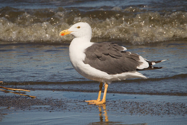 Yellow-footed Gull