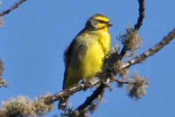 Yellow-fronted Canary