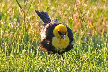 Yellow-headed Blackbird Image @ Kiwifoto.com