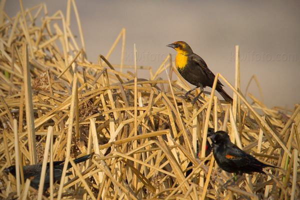 Yellow-headed Blackbird