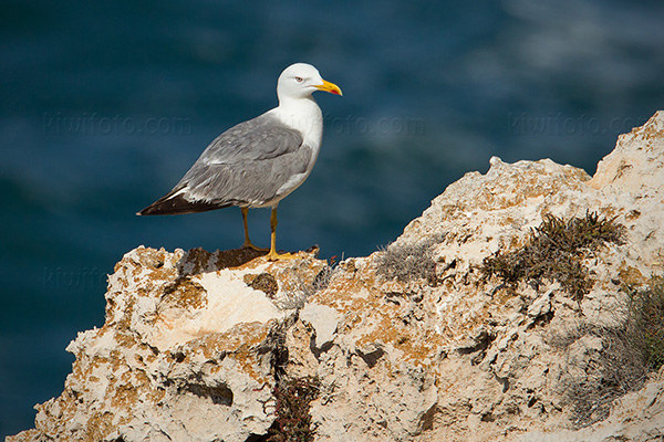 Yellow-legged Gull Image @ Kiwifoto.com