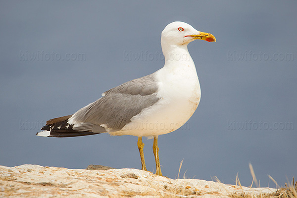 Yellow-legged Gull Image @ Kiwifoto.com