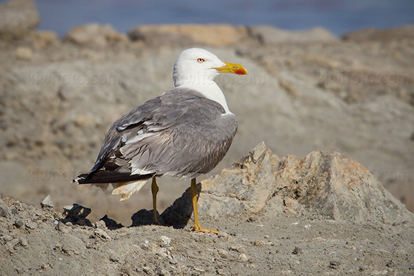 Yellow-legged Gull Image @ Kiwifoto.com