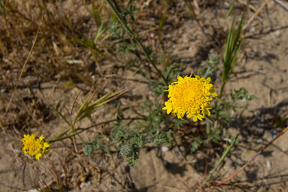 Yellow Pincushion Photo @ Kiwifoto.com