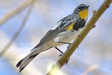 Yellow-rumped Warbler (Audubon's Warbler)