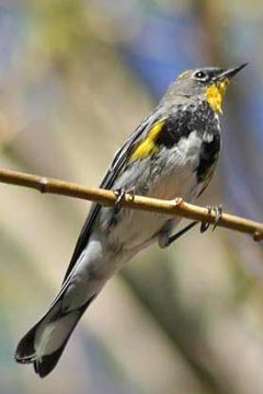 Yellow-rumped Warbler (Audubon's Warbler)