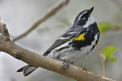 Yellow-rumped Warbler Photo @ Kiwifoto.com