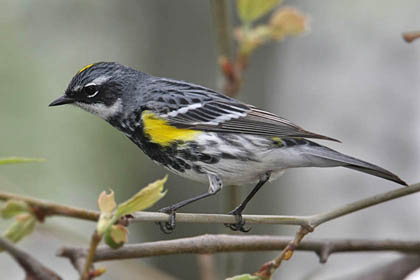 Yellow-rumped Warbler Image @ Kiwifoto.com