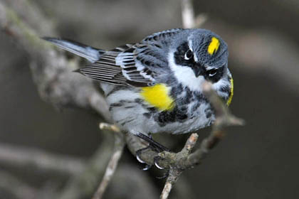Yellow-rumped Warbler Photo @ Kiwifoto.com