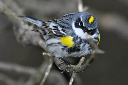 Yellow-rumped Warbler Image @ Kiwifoto.com