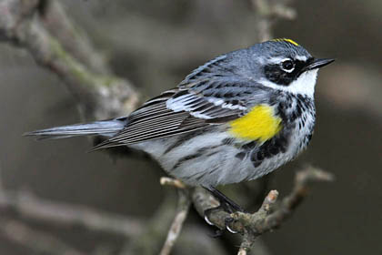 Yellow-rumped Warbler Image @ Kiwifoto.com