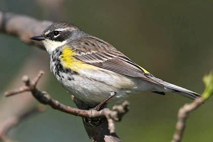 Yellow-rumped Warbler Image @ Kiwifoto.com