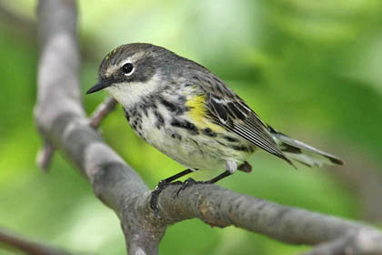 Yellow-rumped Warbler Image @ Kiwifoto.com