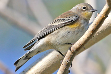 Yellow-rumped Warbler (Audubon's Warbler)