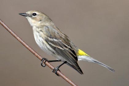 Yellow-rumped Warbler (Myrtle Warbler)