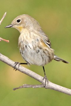 Yellow-rumped Warbler (Audubon's Warbler)