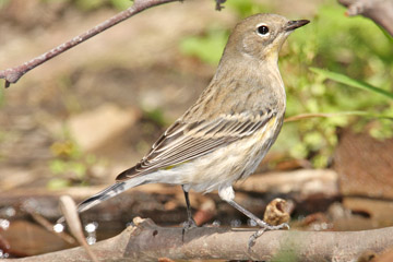 Yellow-rumped Warbler (Audubon's Warbler)