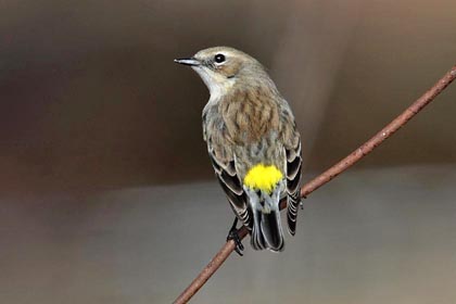 Yellow-rumped Warbler (Myrtle Warbler)