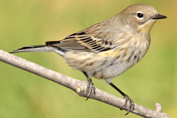 Yellow-rumped Warbler (Audubon's Warbler)