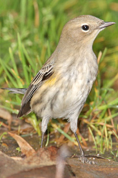 Yellow-rumped Warbler (Audubon's Warbler)